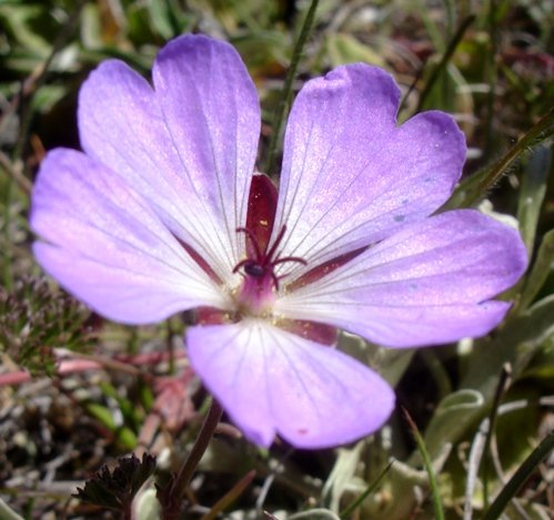 Geranium robustum flower with style